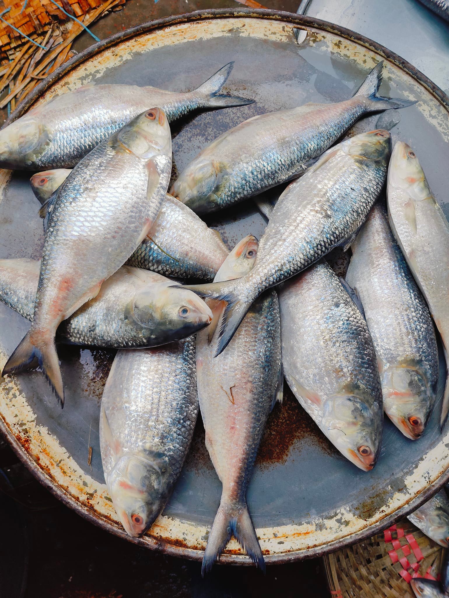 Fishal | Dhaka