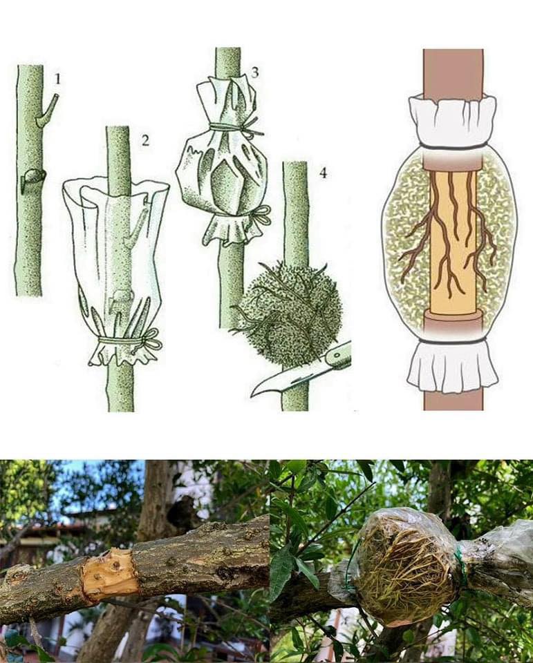 Interés - Acodo aéreo 👨‍🌾🌱 (técnica de reproducción de plantas) Guía de ...