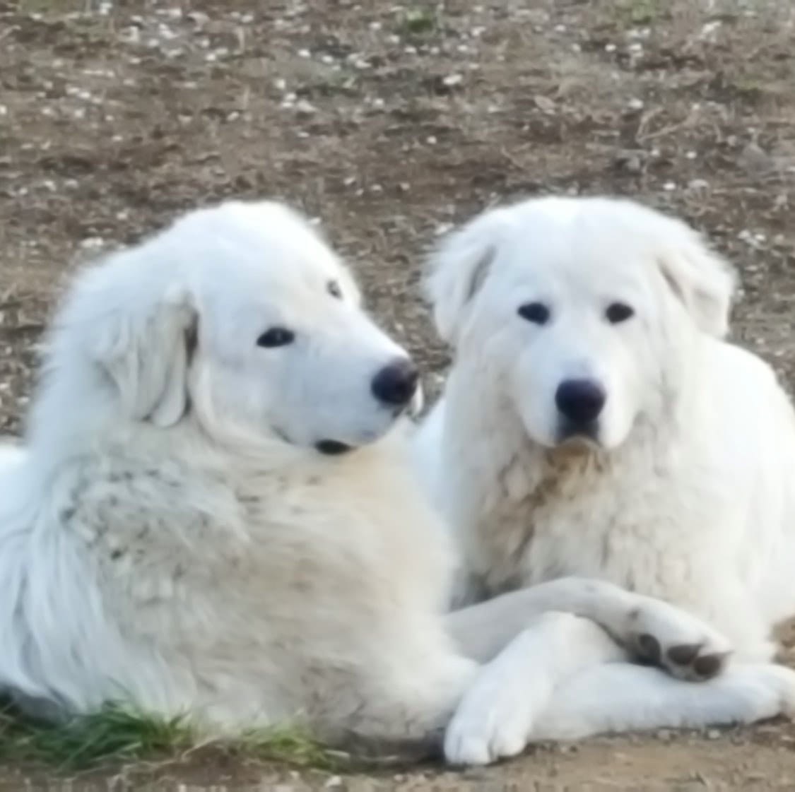 Pas... - Pastore Maremmano Abruzzese I Cuccioli di Lumi e Otto