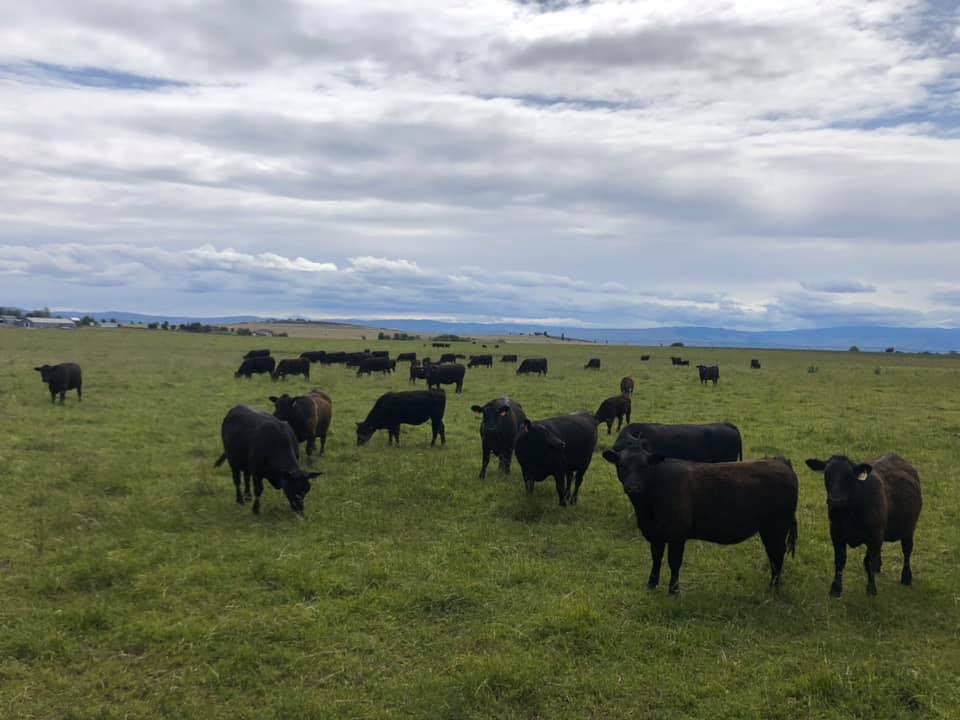 Flying Box Ranch | Ellensburg WA