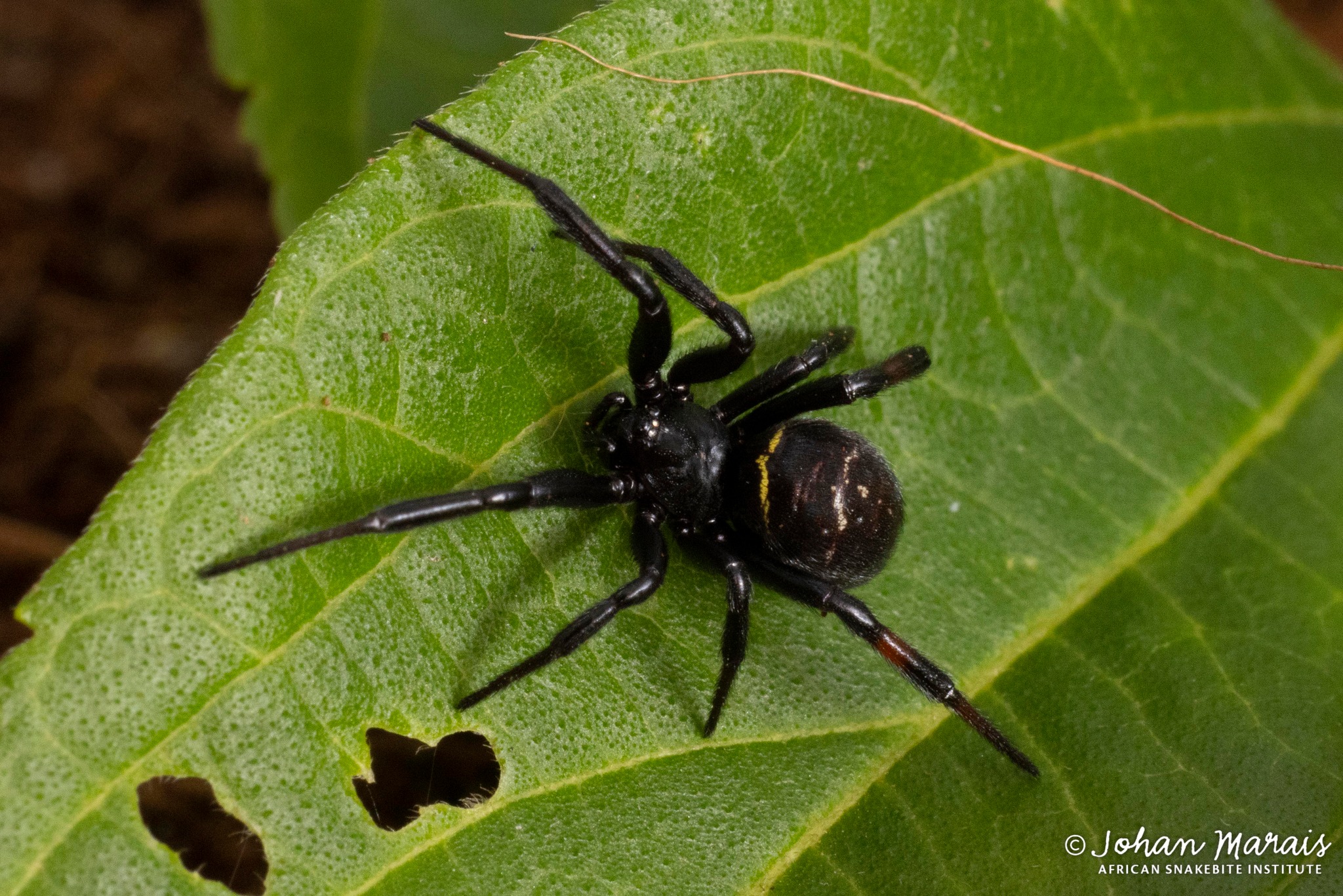 False Button Spider... - African Snakebite Institute | Facebook