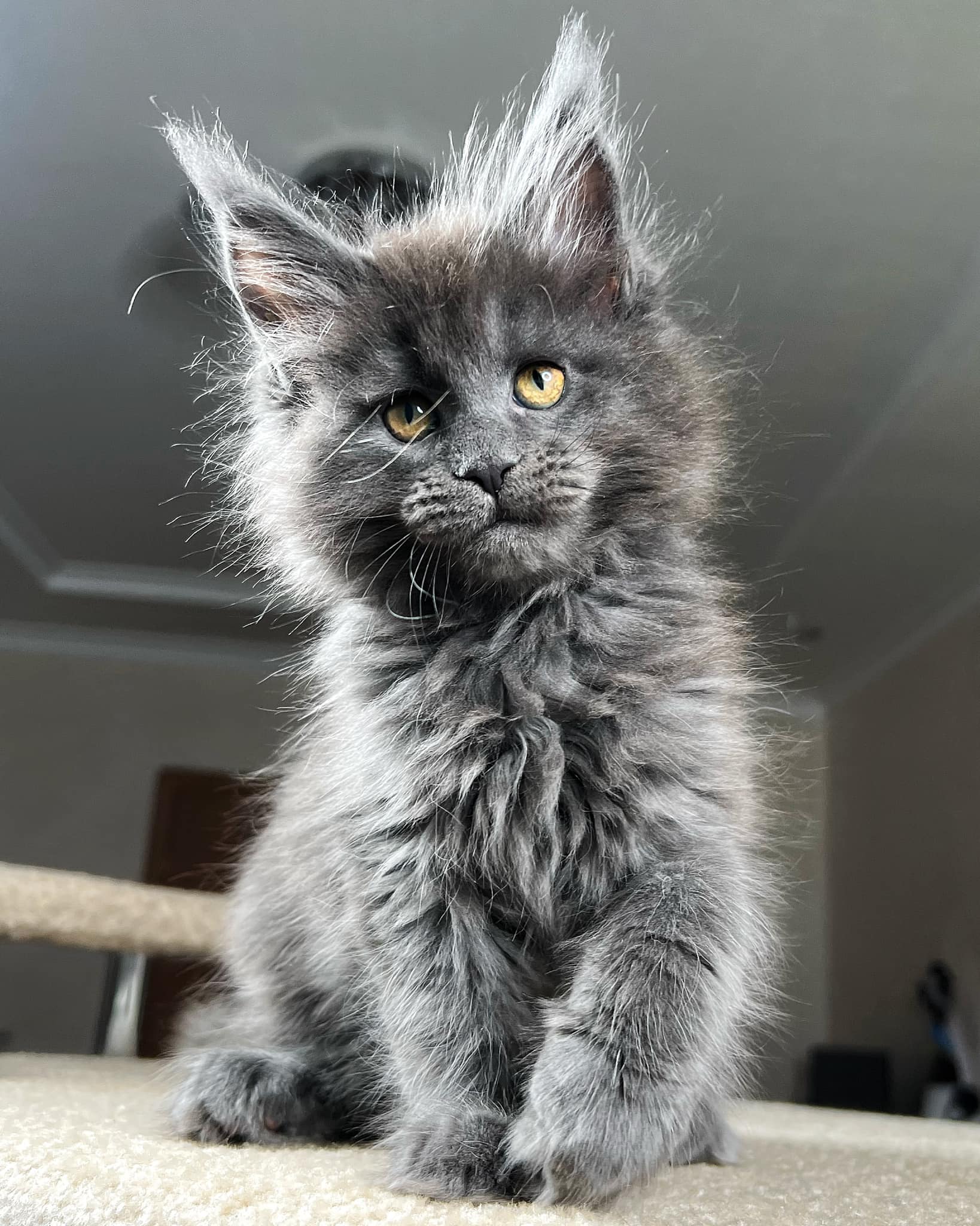 Tassel Ears Maine Coon Cattery Posts Facebook