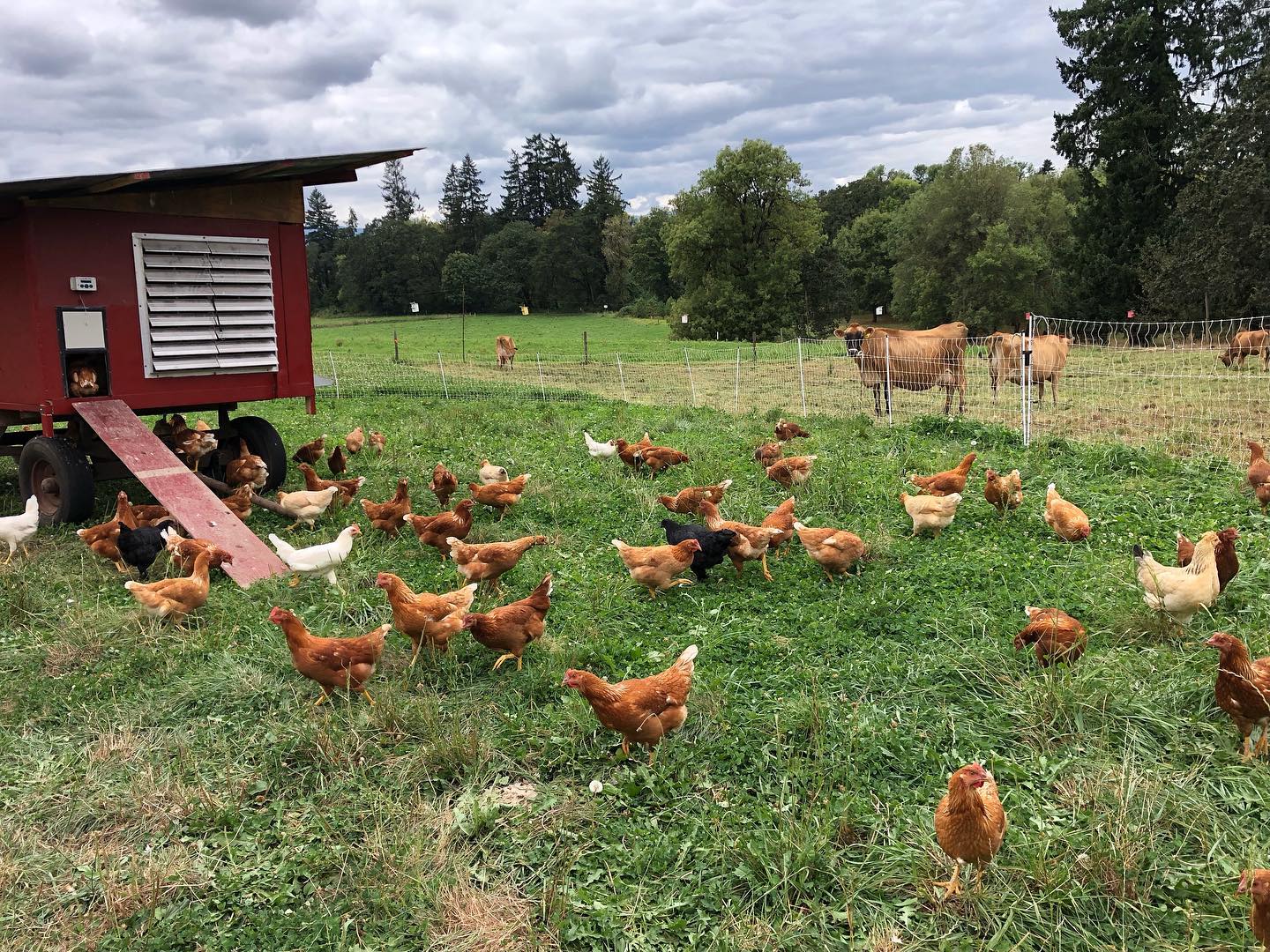Feather Root Farms