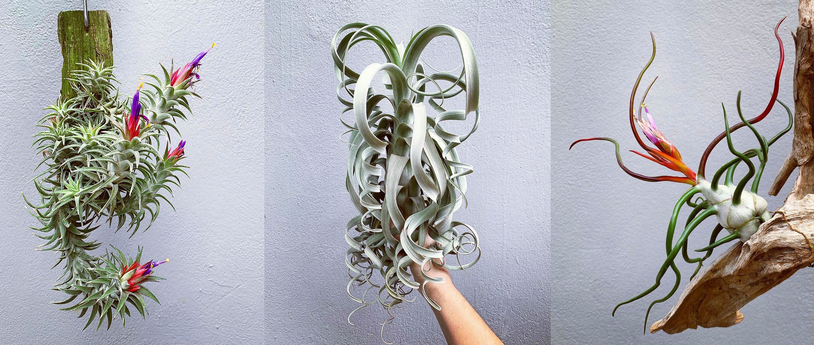 Tillandsia bulbosa Tiny Dancer #tillandsia #wasawattillandsia 