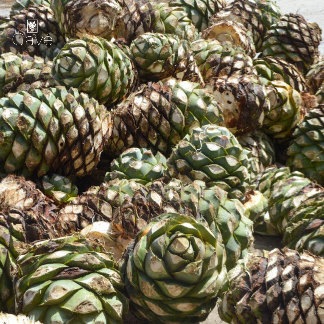 Gavé Agro - Las piñas, en su punto máximo de maduración,...