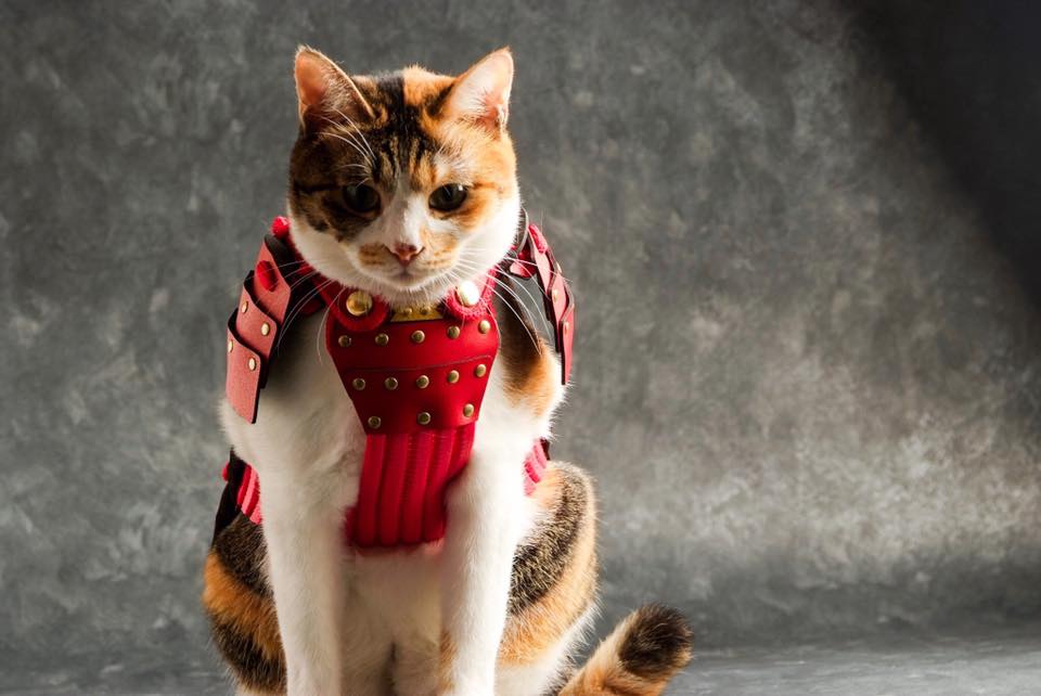 サムライ猫　③ Samurai cat 😼 #猫 #道三 #cat #samurai #japan