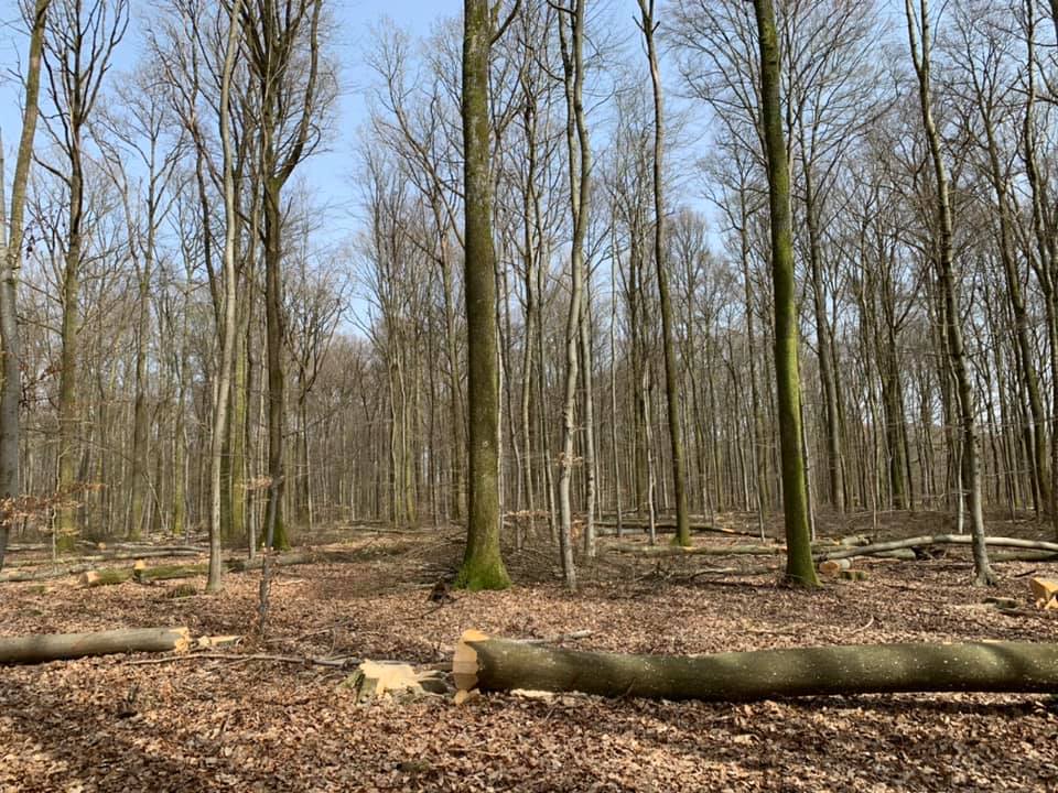 42” bar with a side of springboards for this double! #treework #logging ...