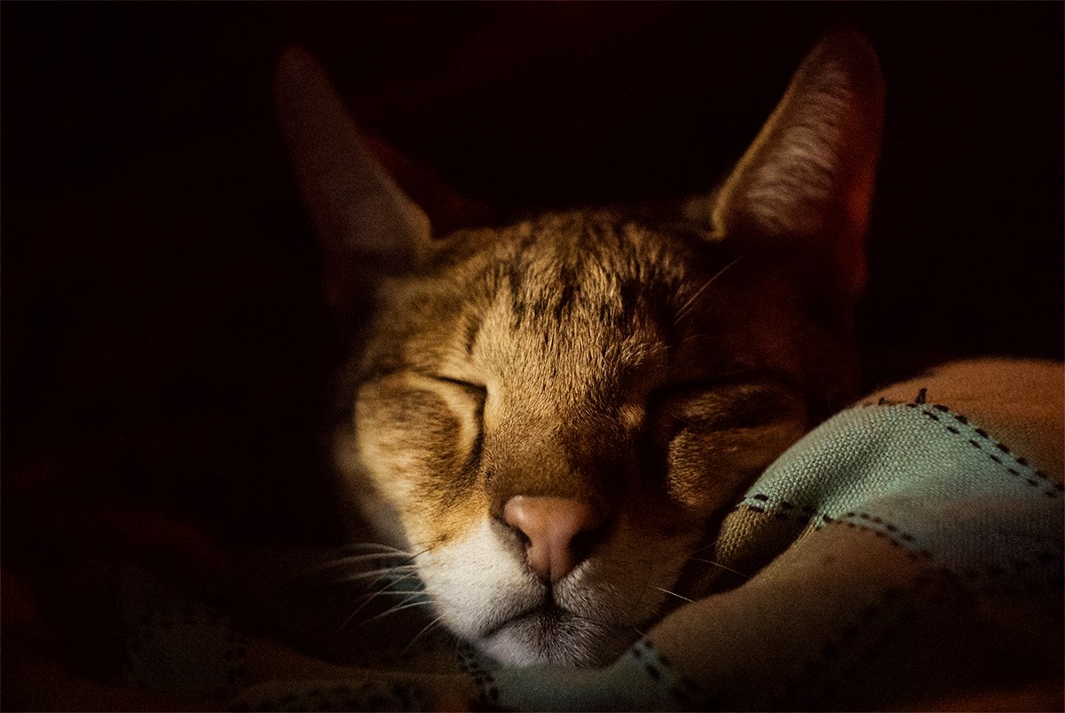 Raja