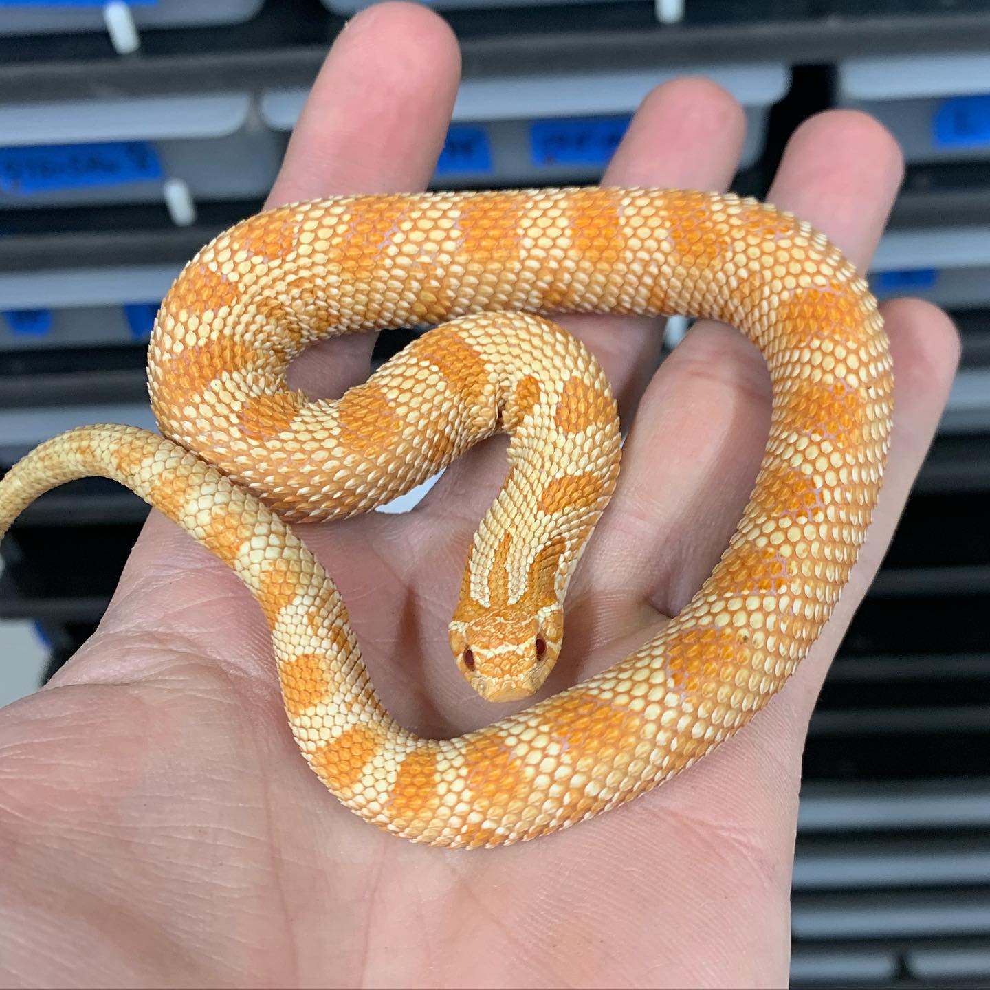 Dream snake ✔️ T+ Albino Green Anaconda