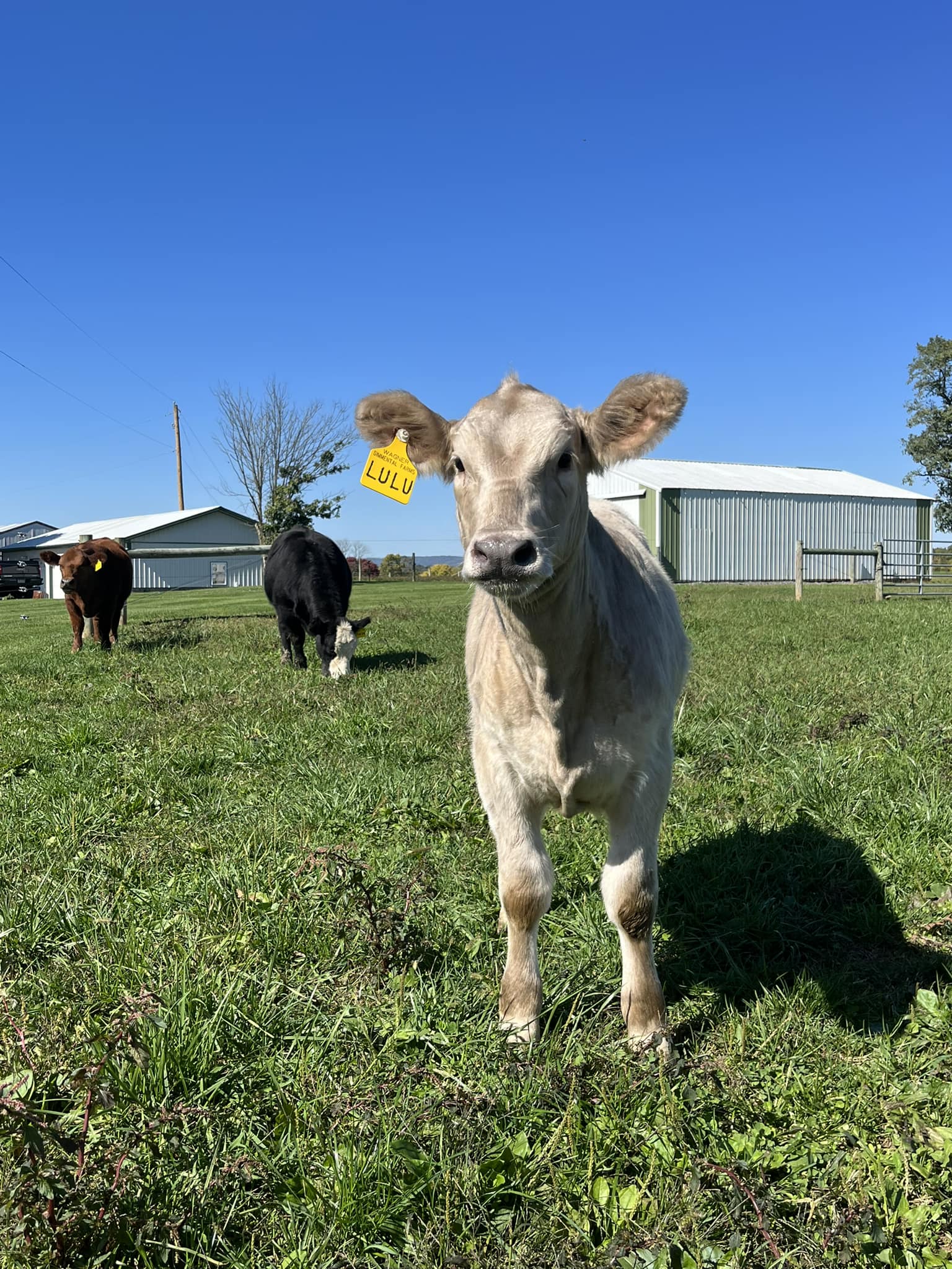 Well, she might not look like the... - Walnut Ridge Farms