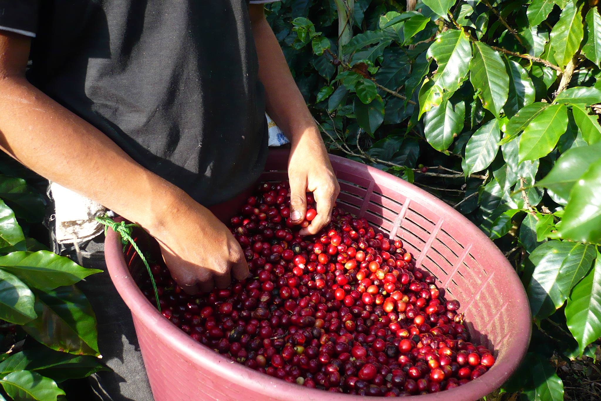 ROOT 86 Coffee | Parksville BC