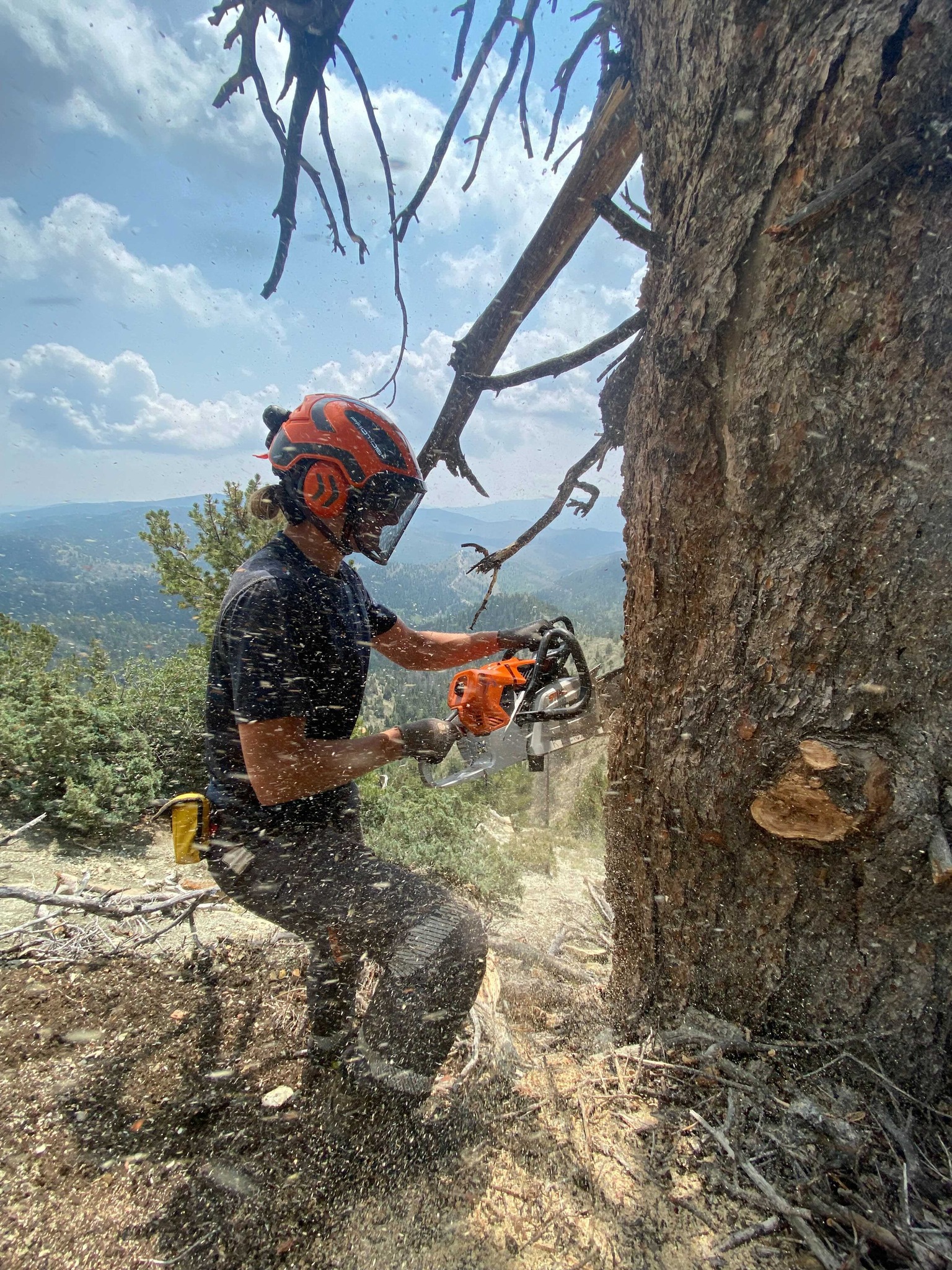 Rivendell Tree Experts | Lehi UT