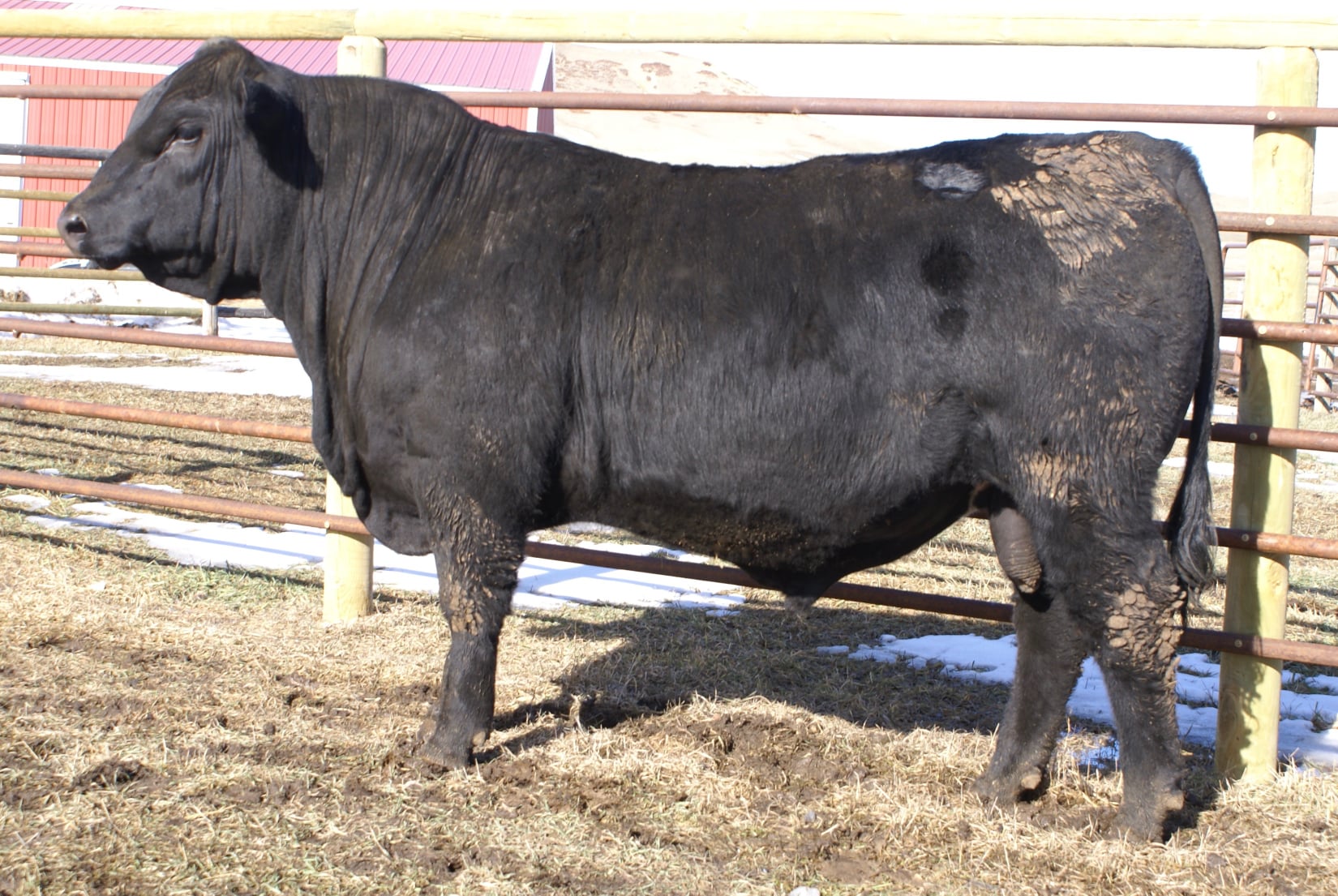 Danell Diamond Six Gelbvieh Ranch