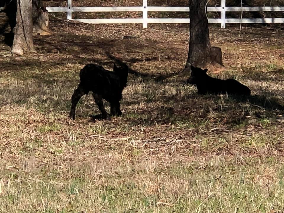 The Stables at Riesen Ranch | Senoia GA