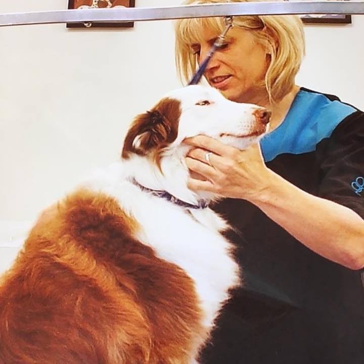 Posh Dogs Grooming Hereford