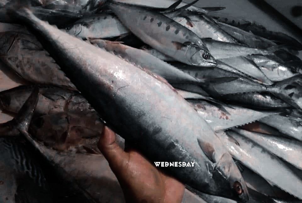 মোগলীর দোকান - Chapa surma, a super fish for cats...😇
