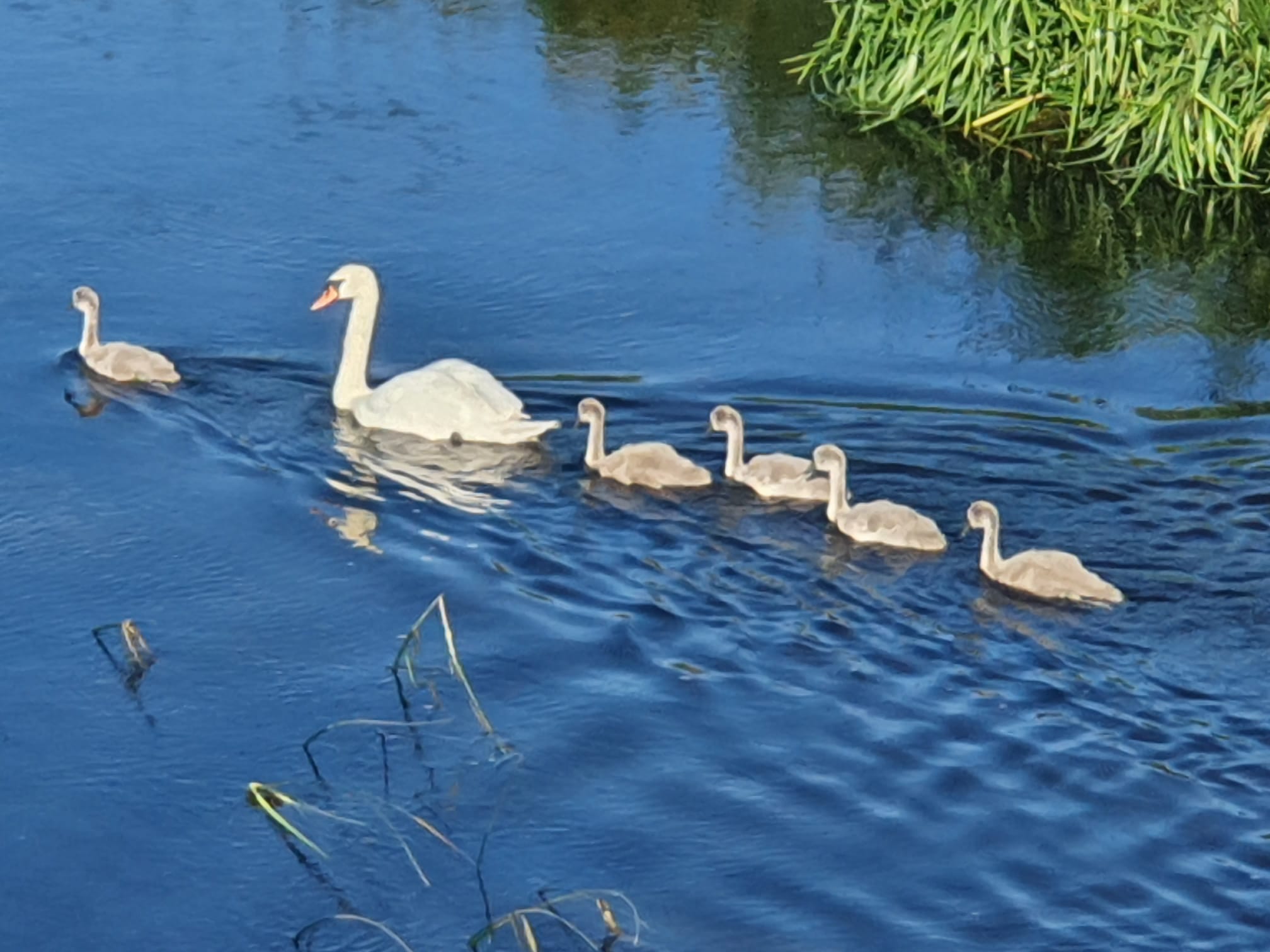 A cygnet leading the family on the river Boyne yesterday 