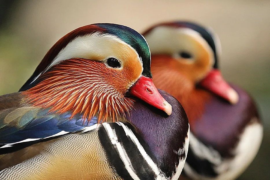 Bali Bird Park Home Facebook