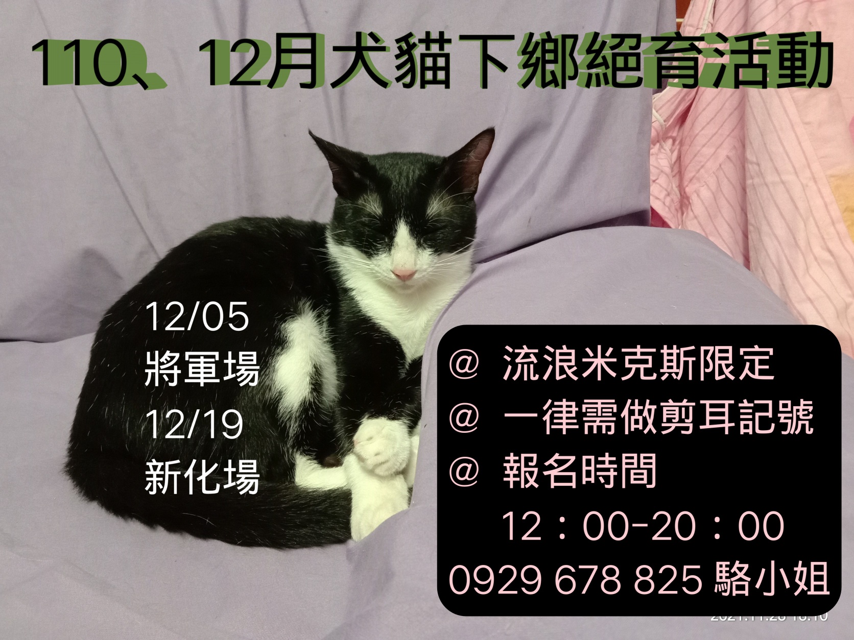 愛貓協會 Ngo 收容所貓志工社團 Home Facebook