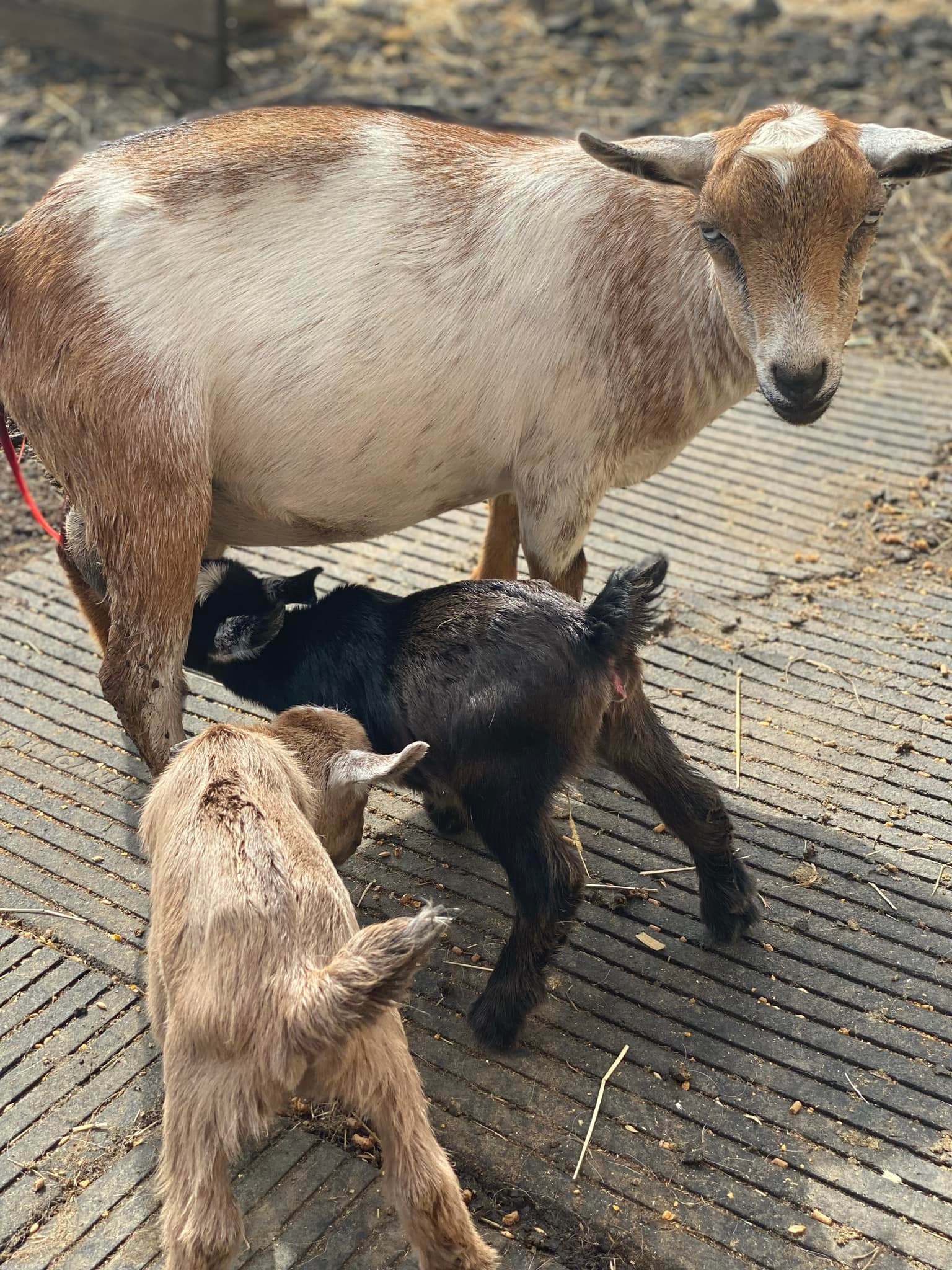 Tooth Acre Farm