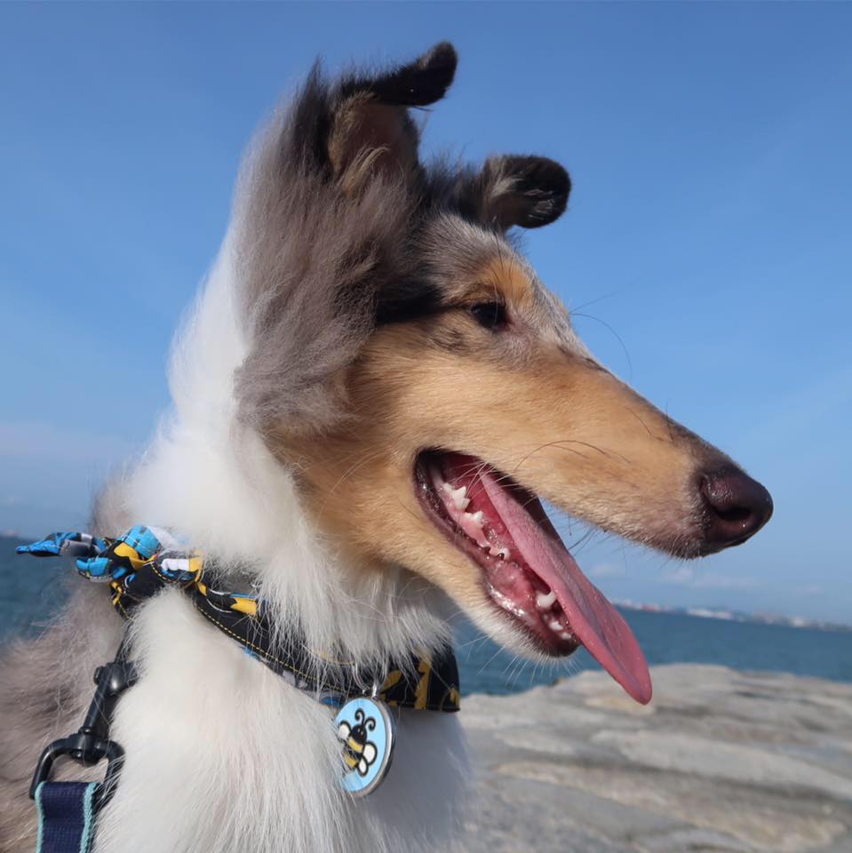 Asher.RoughCollie