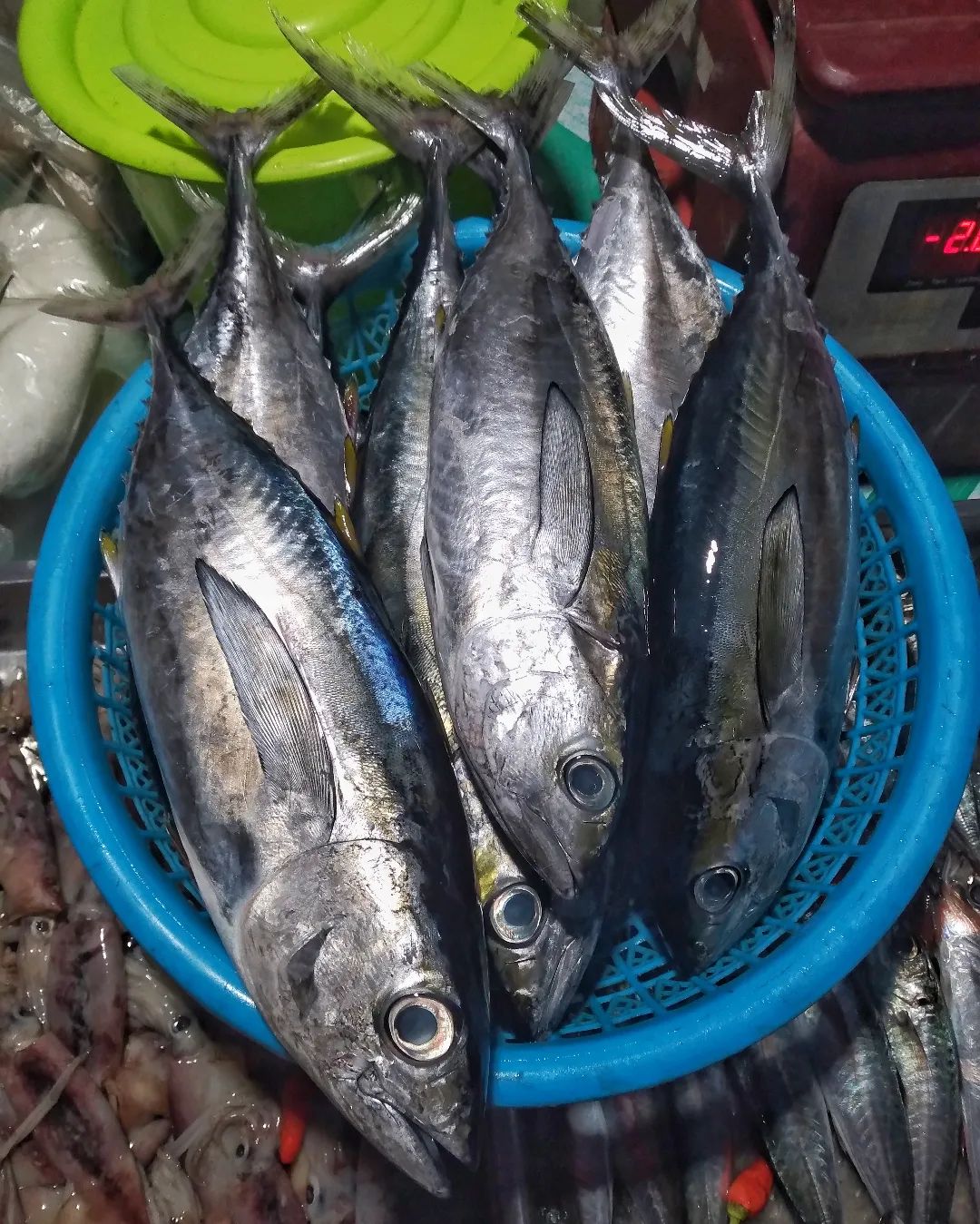 KILO FISH | Lipa City