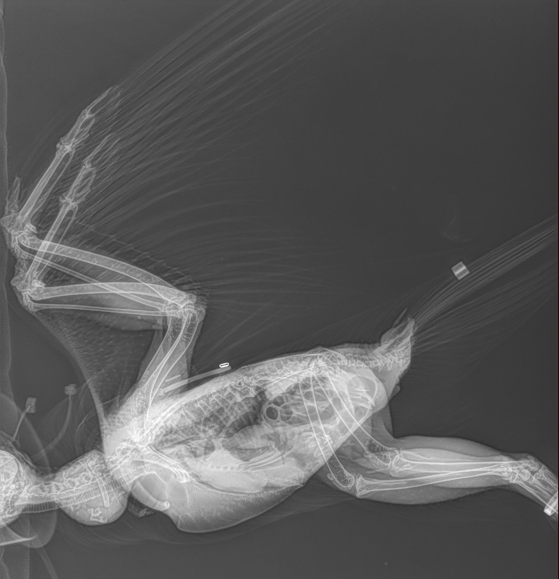 RAPTOR RADIOGRAPHS... - Clinical Avian Pathology Services | Facebook