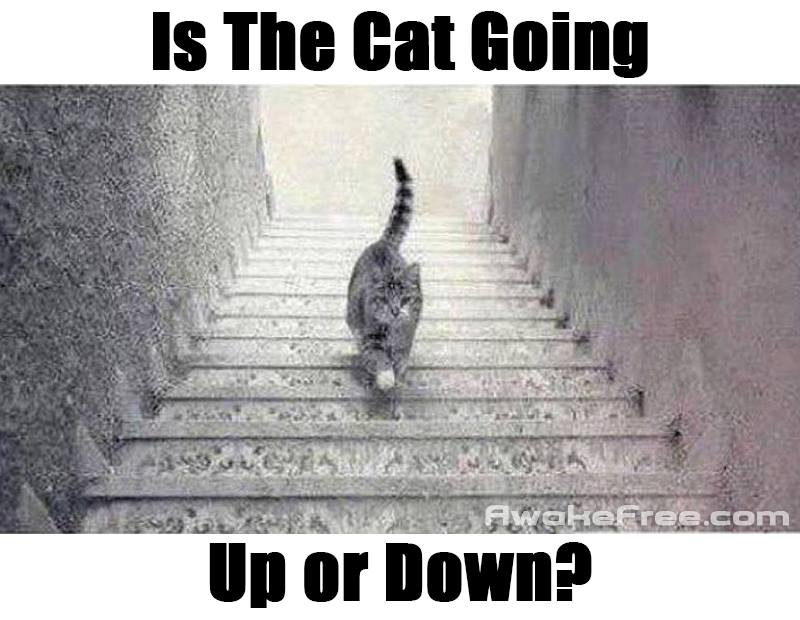 Awake - Is the Cat Going Up or Down? - Another Optical Illusion Takes ...