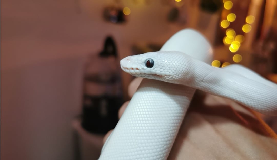 Anie's Lace Python | Montreal QC