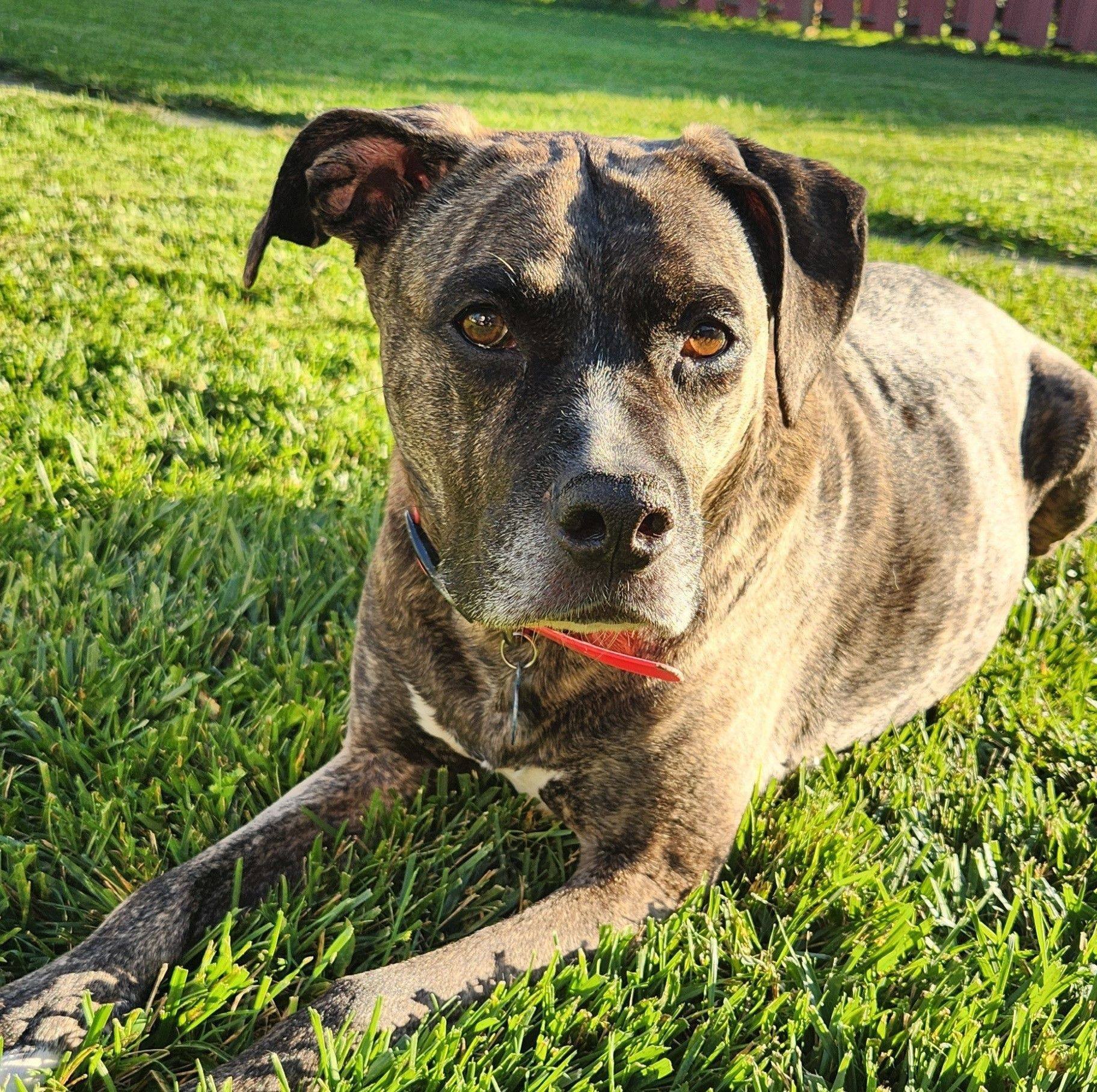 Boxer Rescue Ontario Paw It Forward Auction Group | Happy Thanksgiving ...