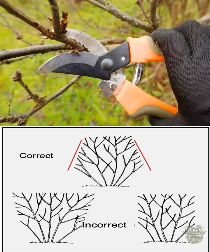 Gardening - Essential Guide to Tree and Shrub Pruning for Optimal ...