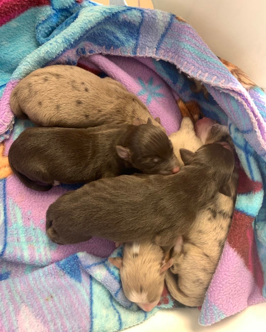 AJ Ranch Australian Shepherds | Rogers TX