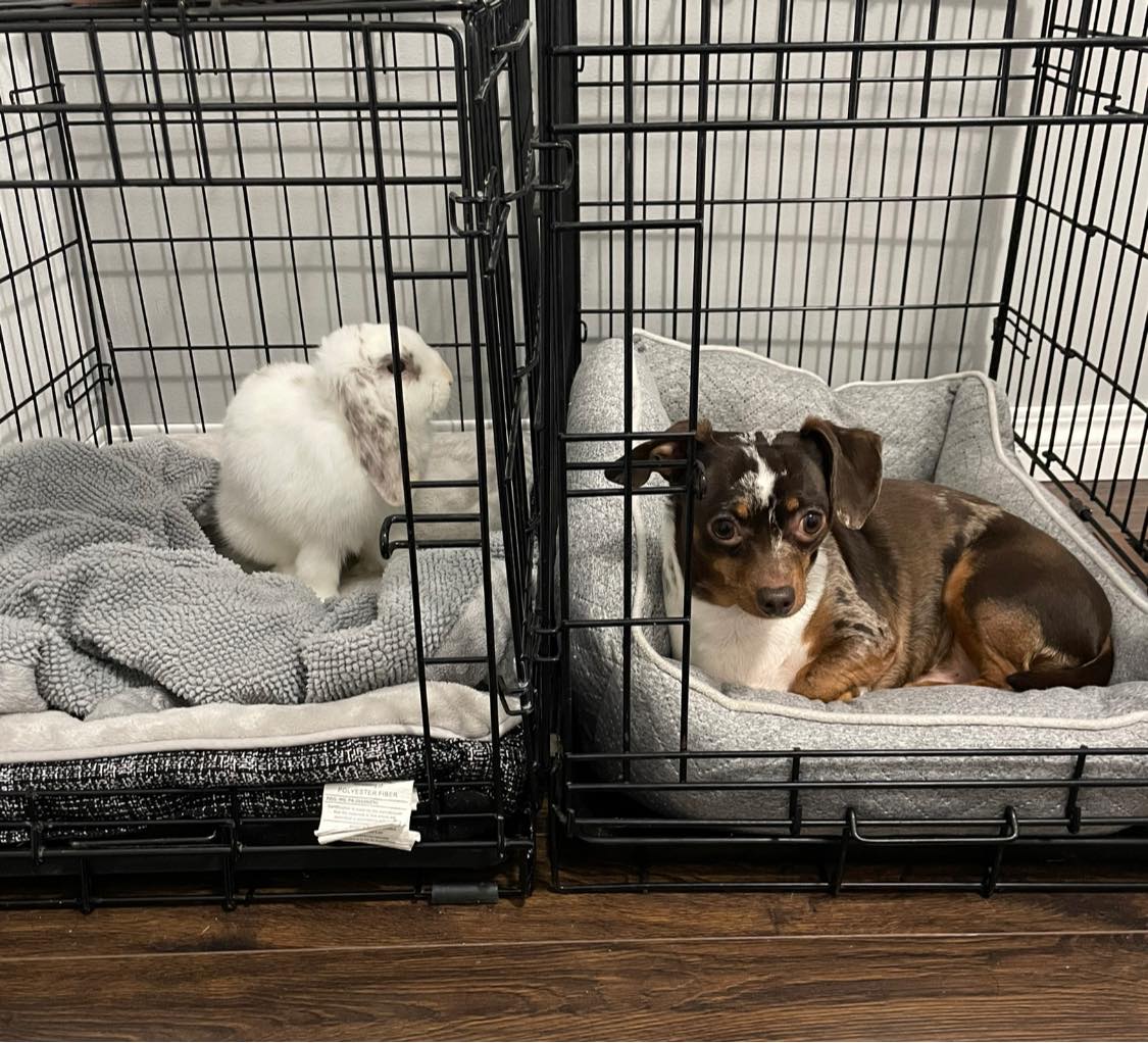 Rascally Rabbit Rescue added a... - Rascally Rabbit Rescue