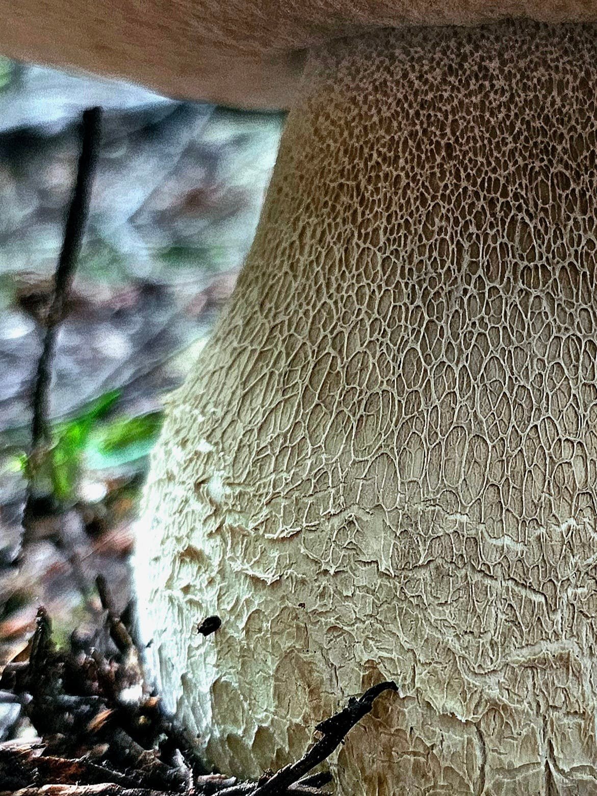 This net-like pattern on the stipe... - Mushroom Wonderland | Facebook