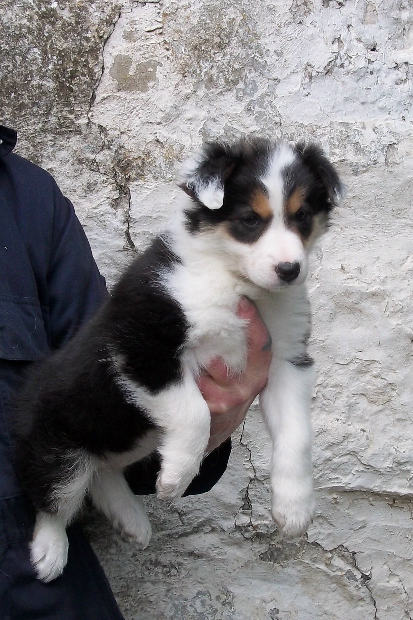 Canen Border Collies - Sorry Nat am all behind like a cows tail lately ...