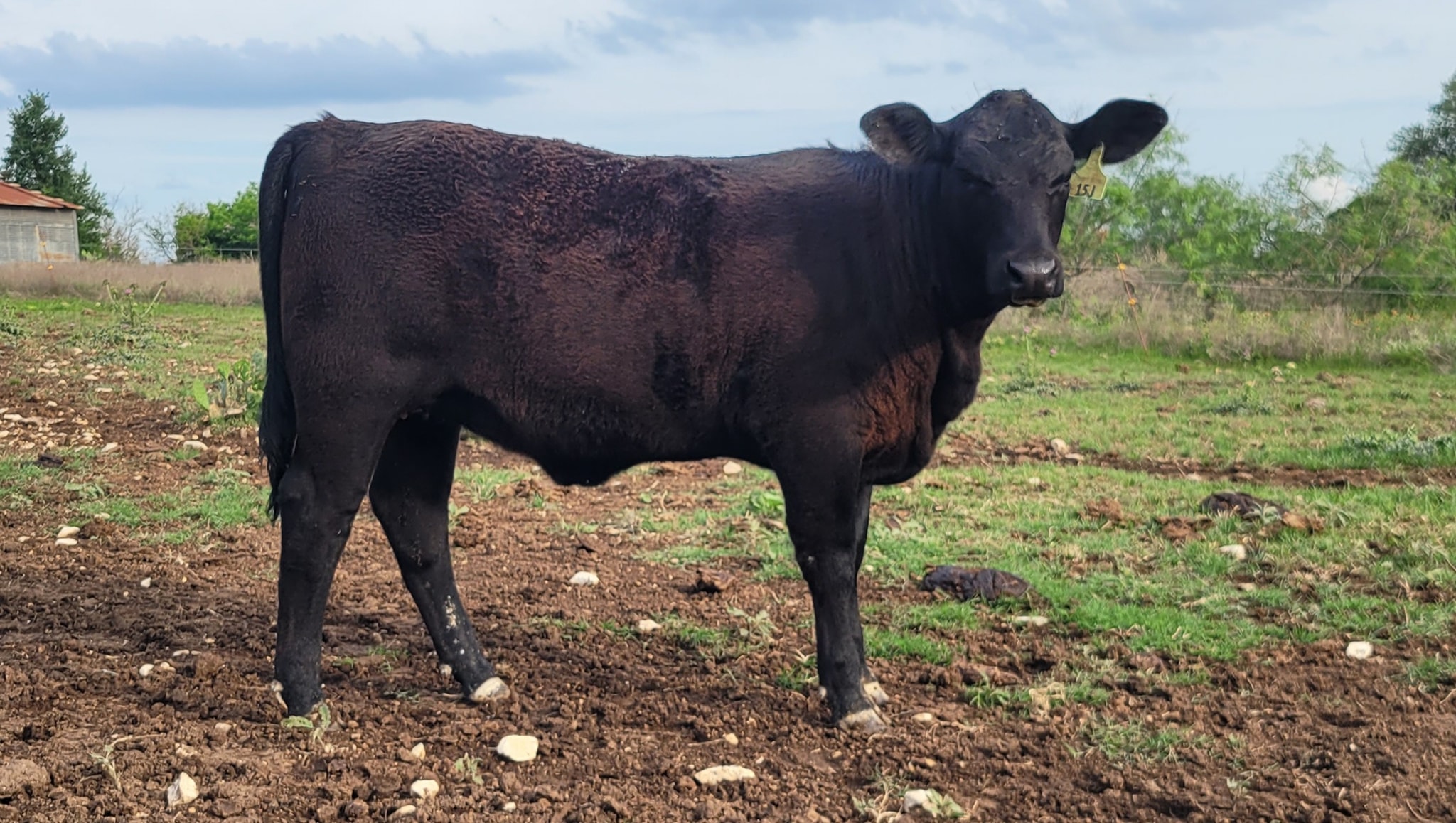 JBarT Livestock - Meet the newest addition to the herd! J... | Facebook