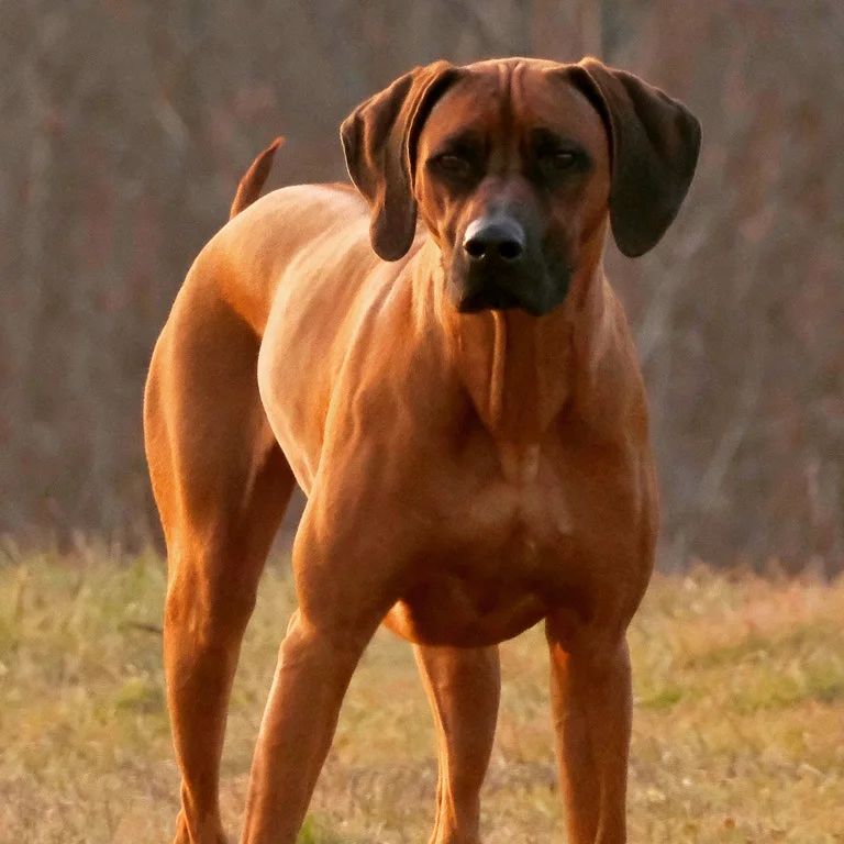 Zanardi's Rhodesian Ridgeback - 💛 ZANARDI'S VIRGINIA 