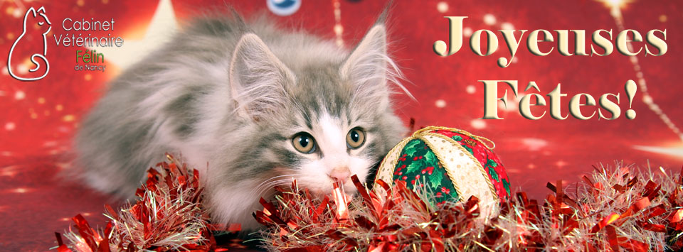 Cabinet Veterinaire Felin De Nancy Photos Facebook