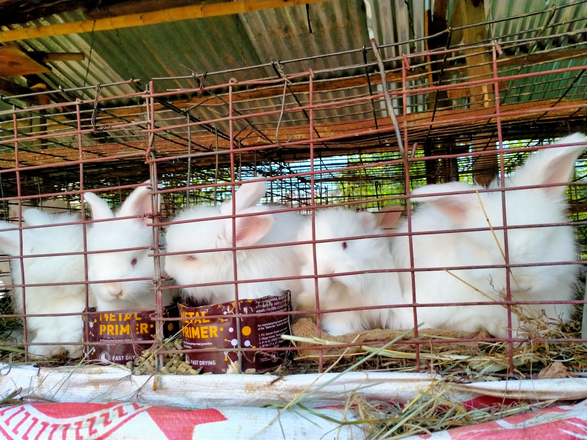German Angora rabbit Bunny Farm | Manali