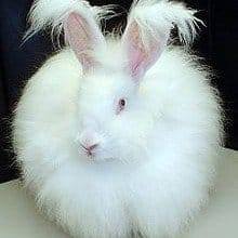 #kullu #manali #angorashawl #white #angorarabbit #greyrabbit # ...