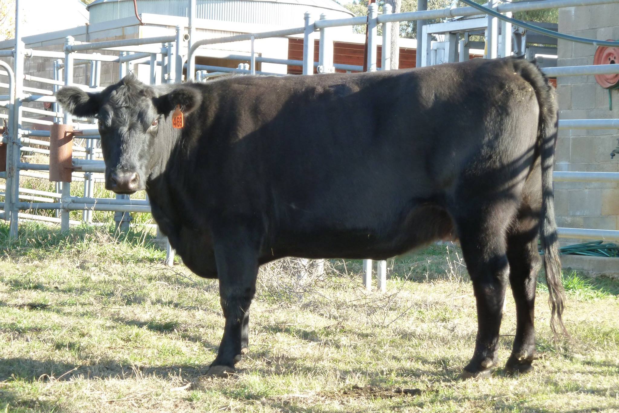Callow Livestock Pty Ltd | Dunedoo NSW