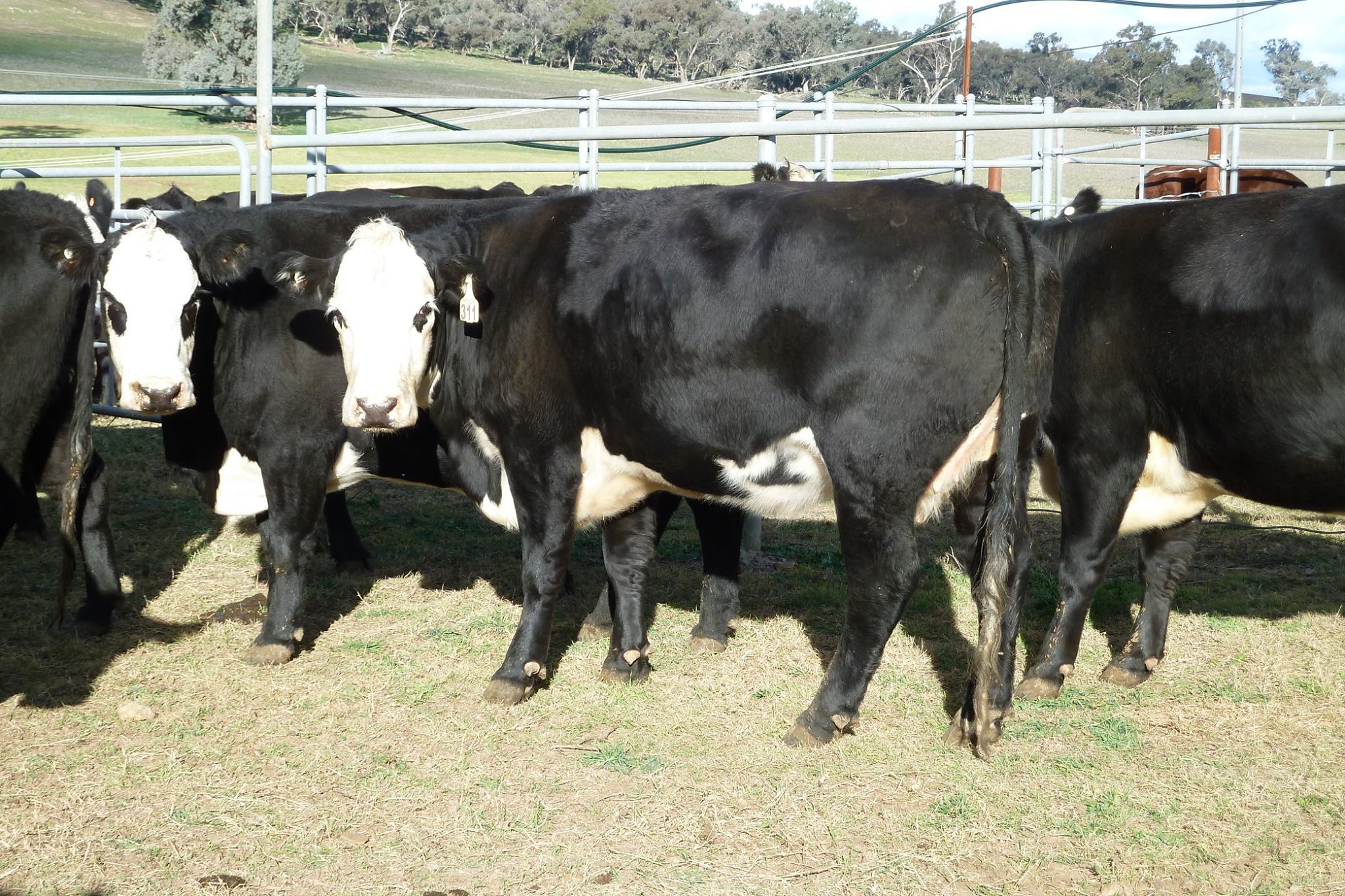 Callow Livestock Pty Ltd | Dunedoo NSW