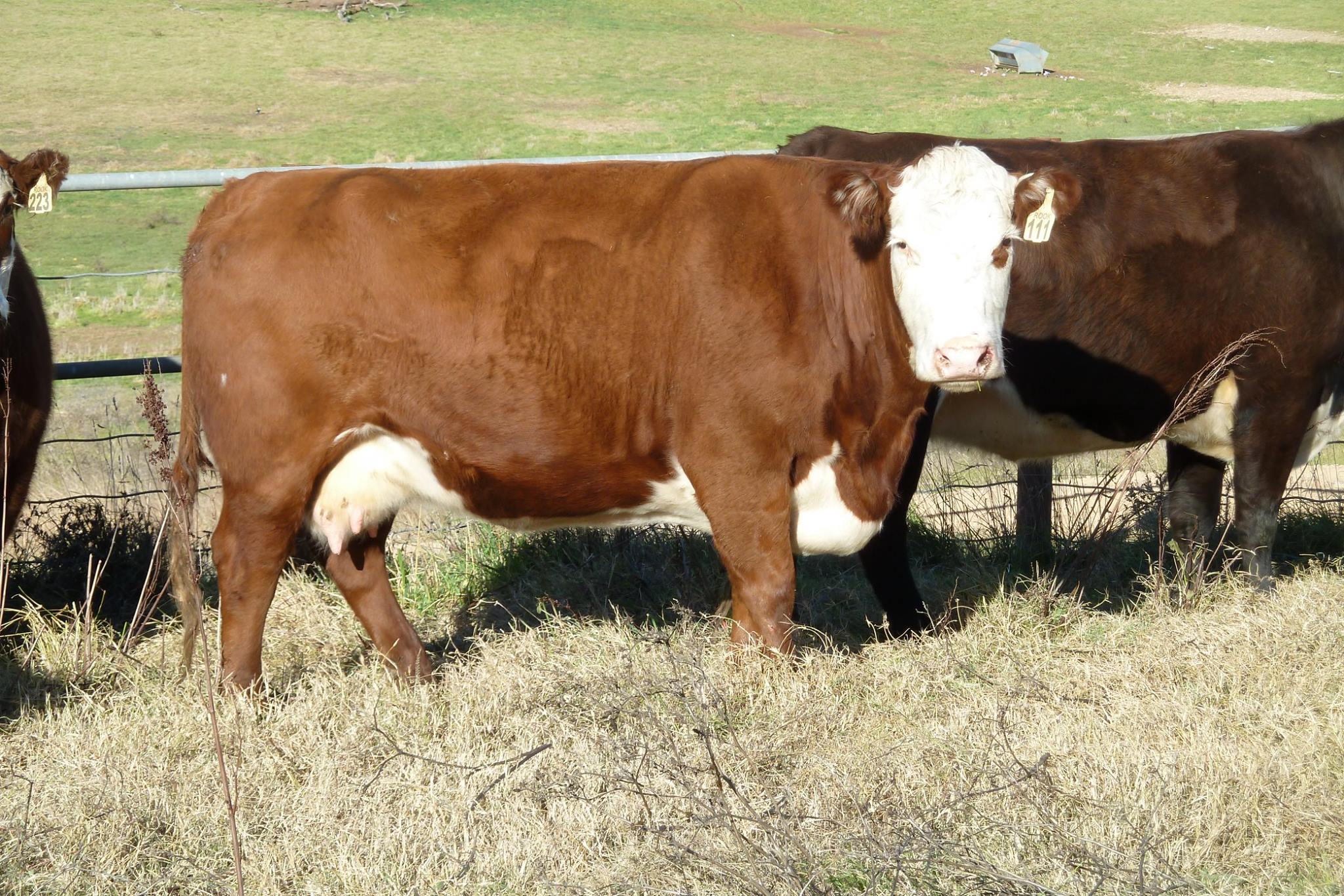 Callow Livestock Pty Ltd | Dunedoo NSW