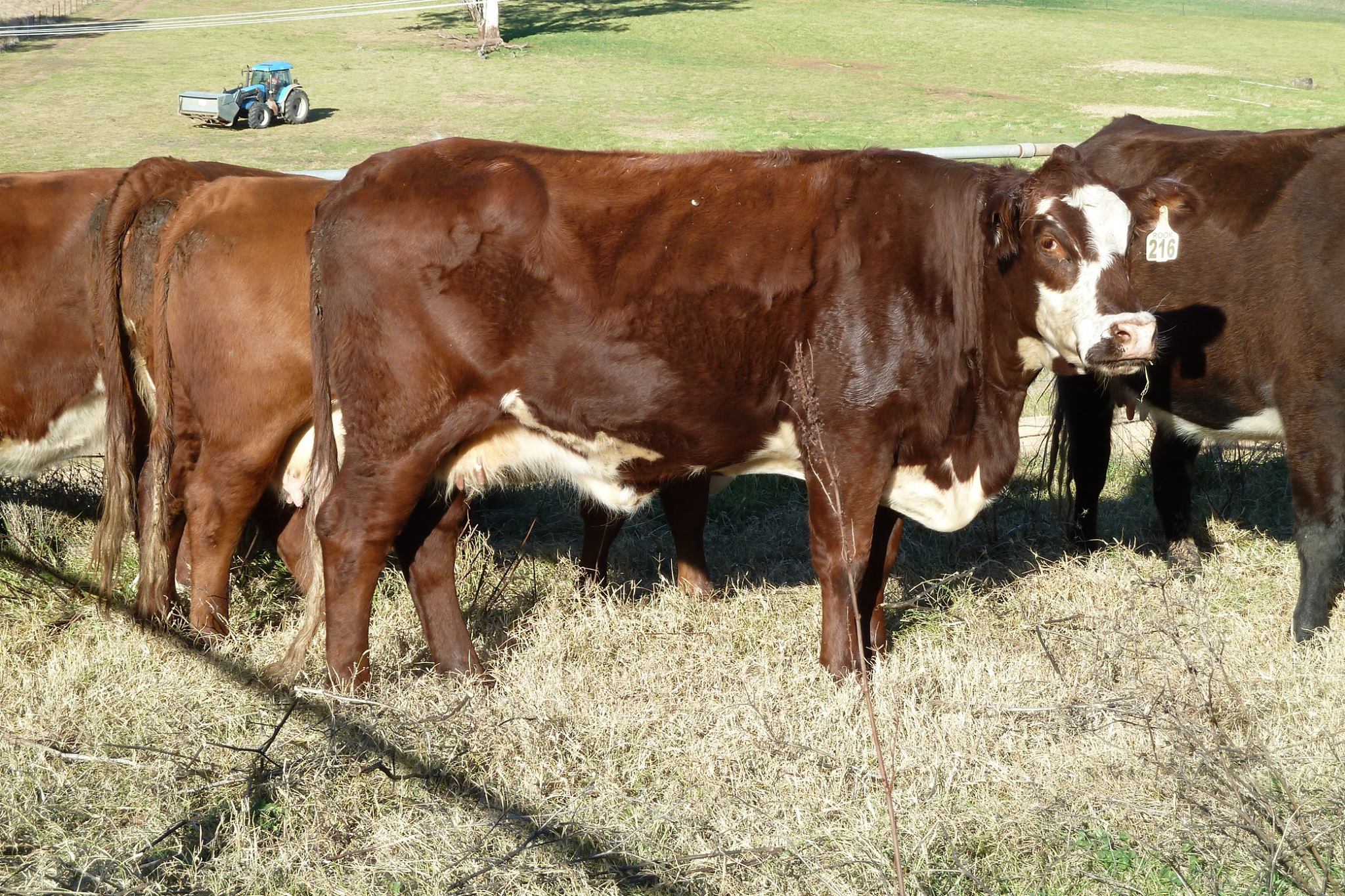 Callow Livestock Pty Ltd | Dunedoo NSW