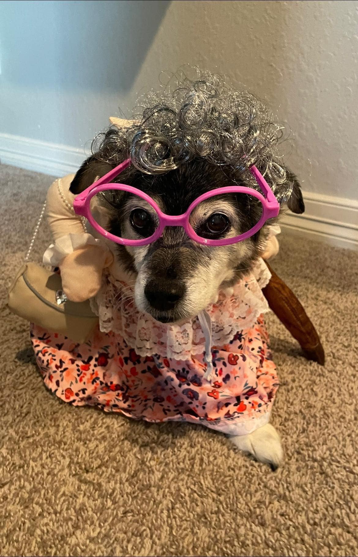 dog dressed as old lady Dressing up an for Halloween occasion-Day Event occasion-Holiday