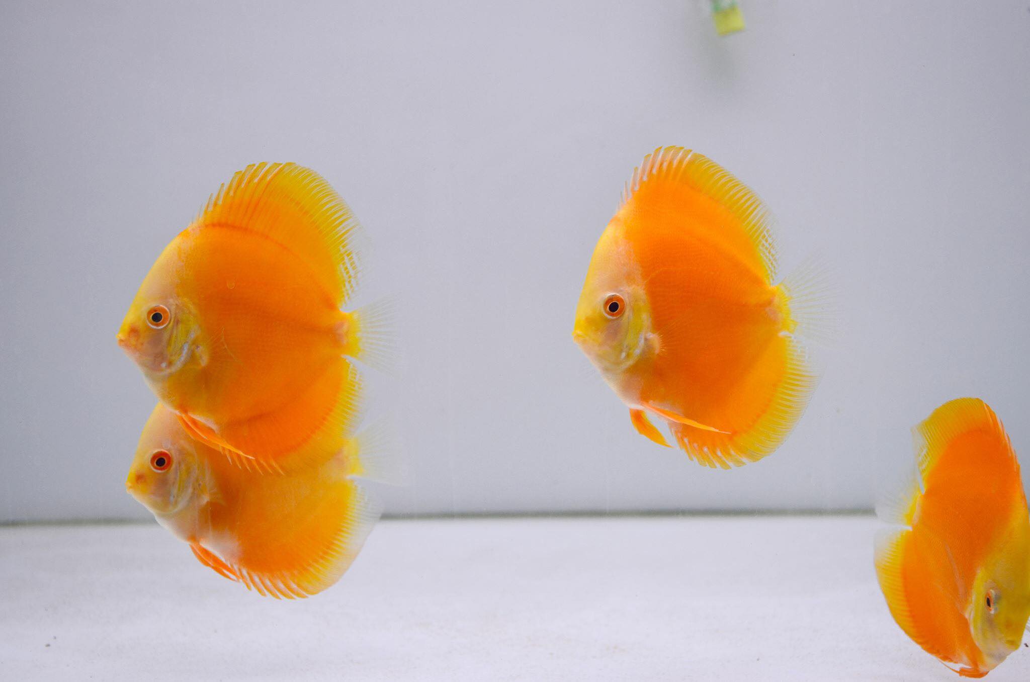 GOLD DISCUS