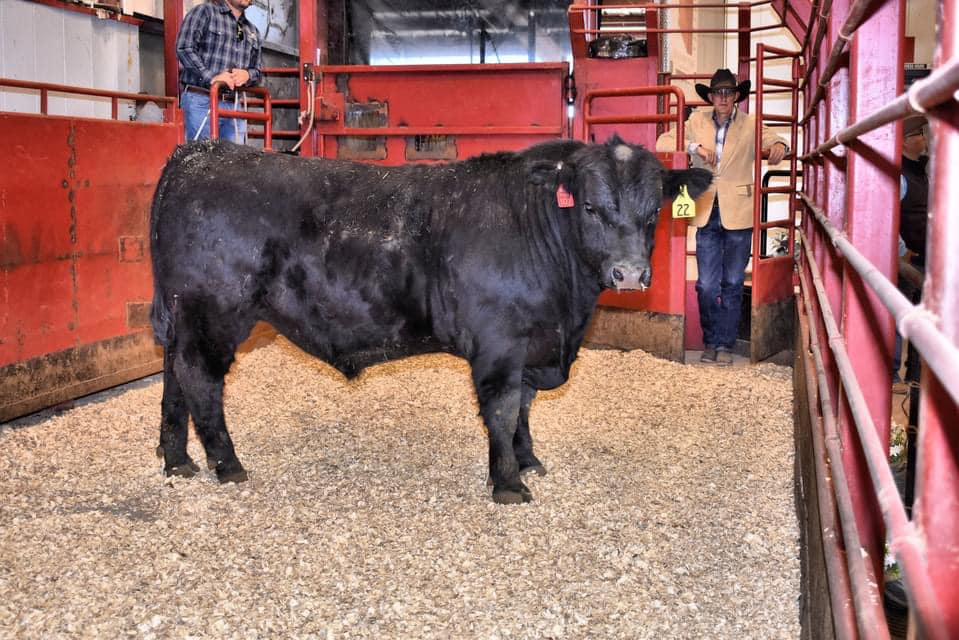 Diamond K Angus Ranch | Springerville AZ