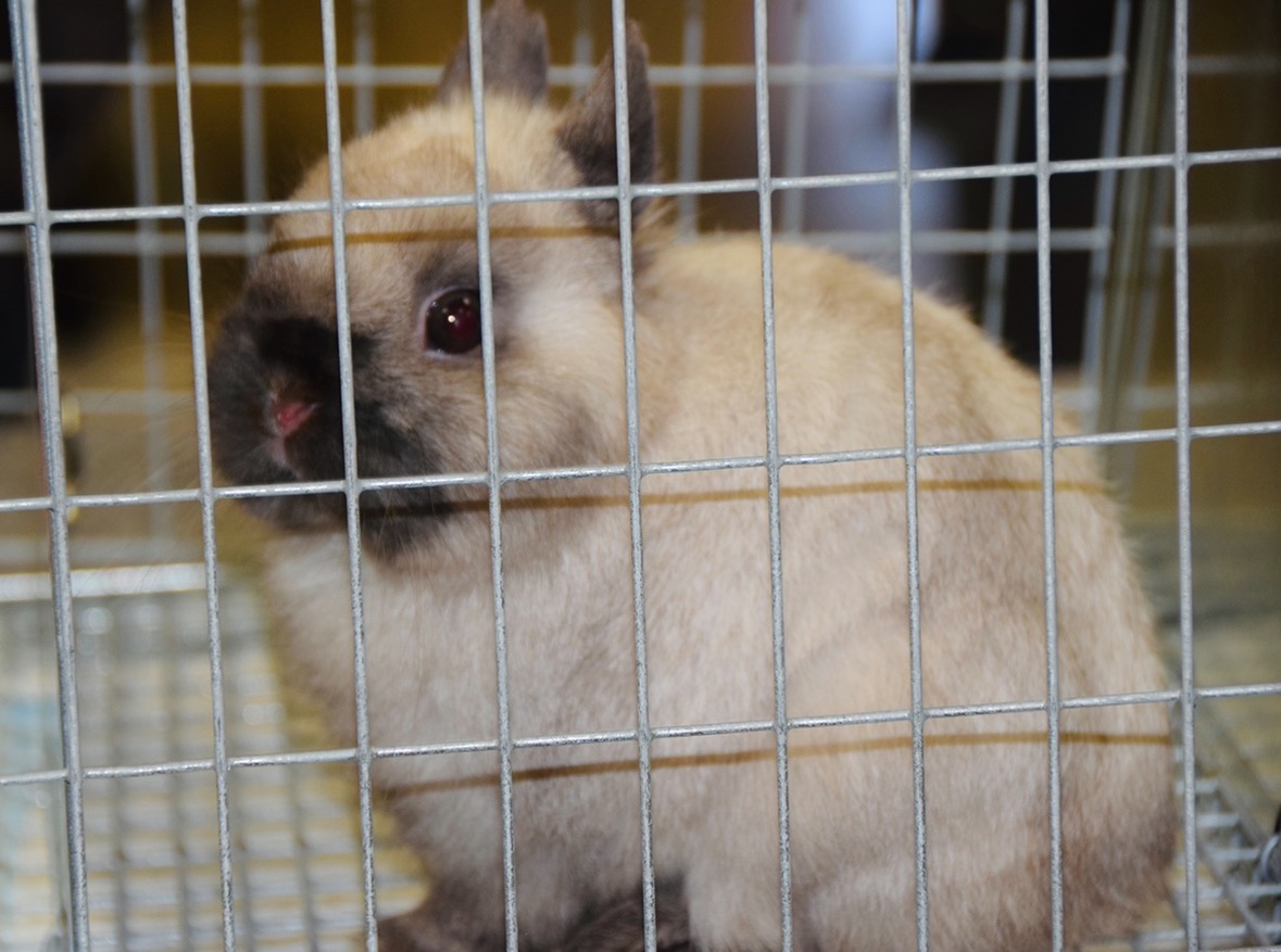 Down The Rabbit Hole Netherland Dwarf California Co Op Rabbitry