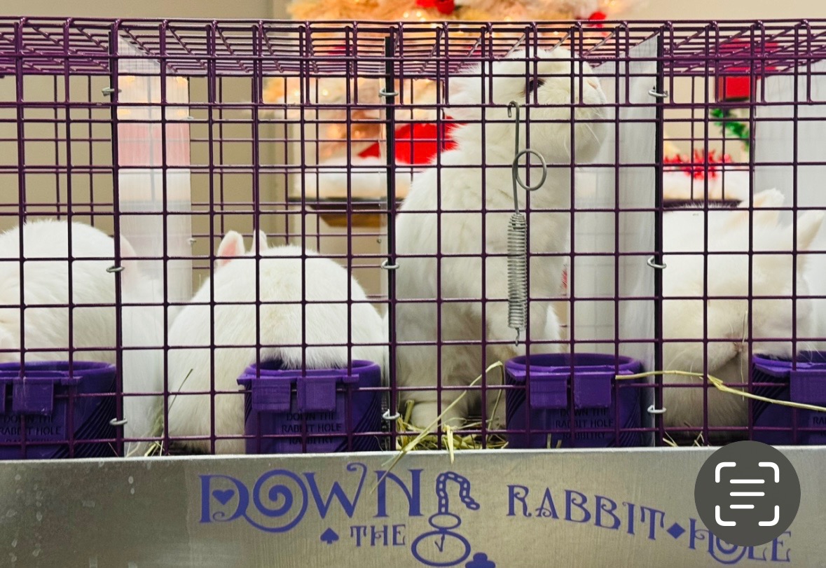 Down The Rabbit Hole Netherland Dwarf California Co Op Rabbitry