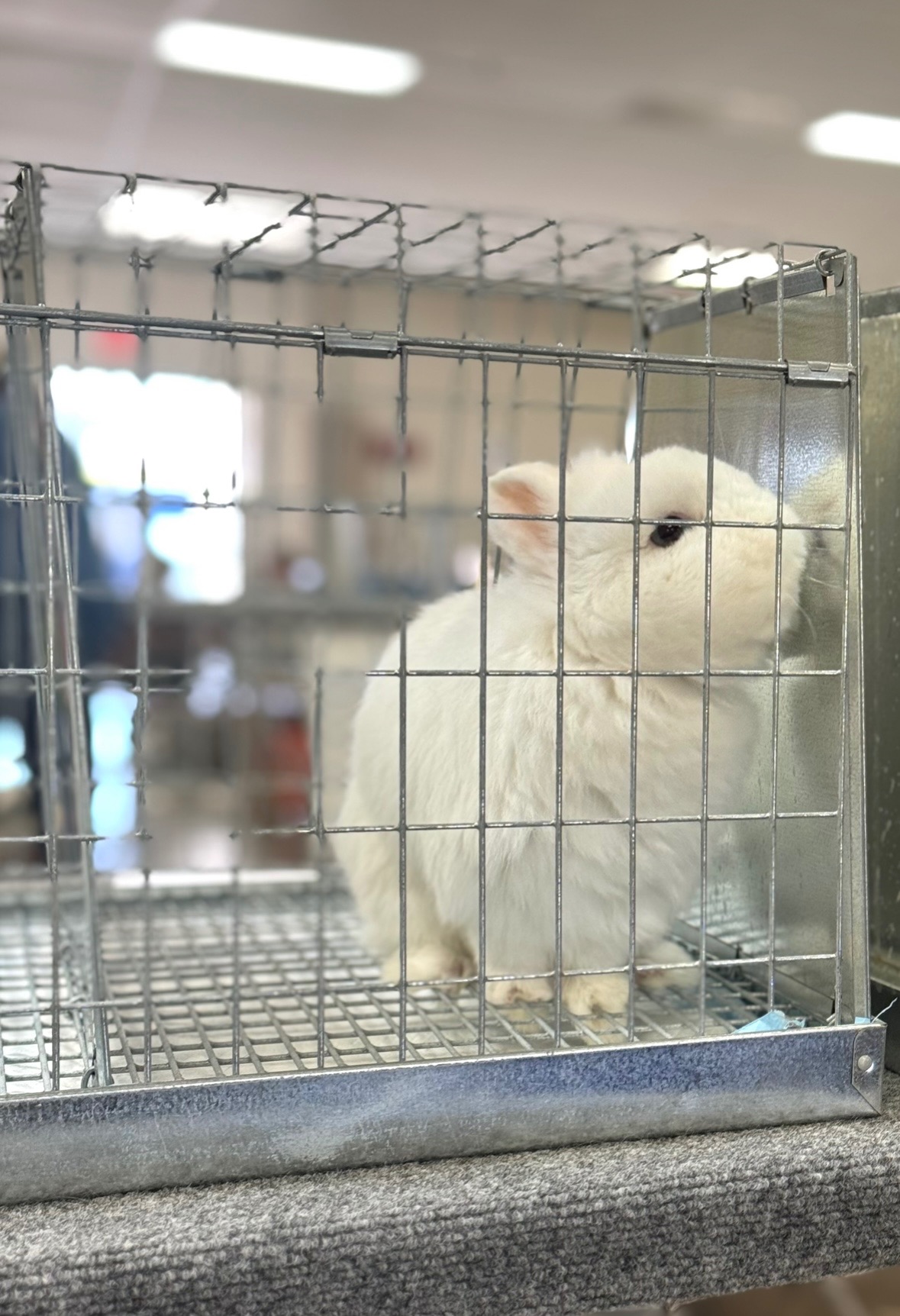 Down The Rabbit Hole Netherland Dwarf California Co Op Rabbitry